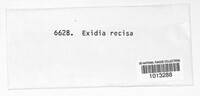 Exidia recisa image